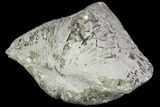 Pyrite Replaced Brachiopod (Paraspirifer) - Ohio #89728-1